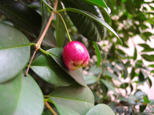 eugenia_fruit.JPG