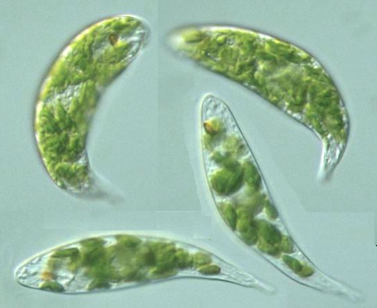 Euglena.jpg