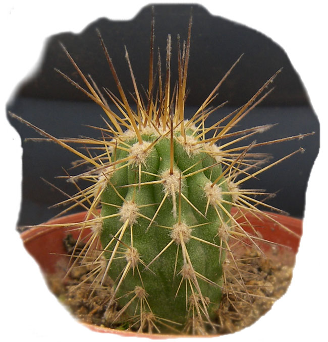 eulychnia_carrizalensis_b.jpg