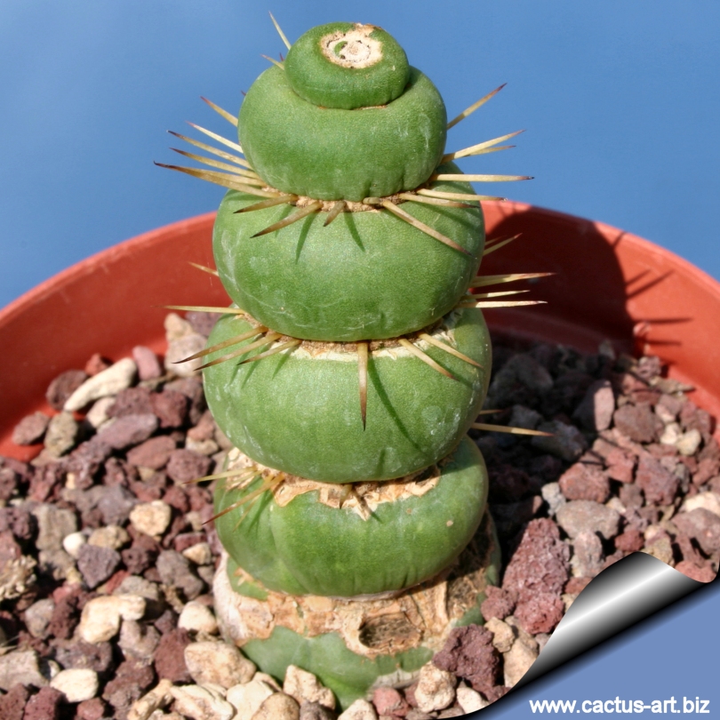 Eulychnia_castanea_spiralis_disc_01_810.jpg