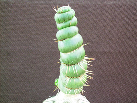 eulychniacastaneavvarispiralis.jpg