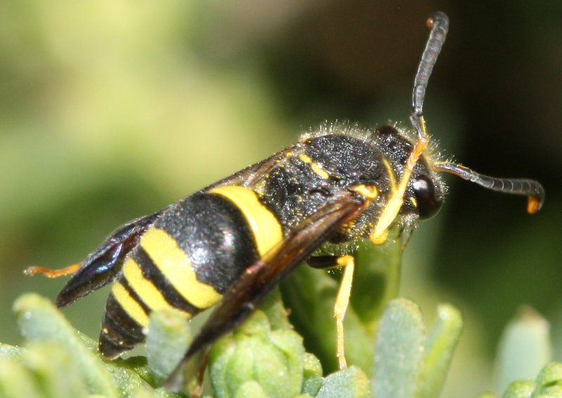 Eumenes%20sp.jpg