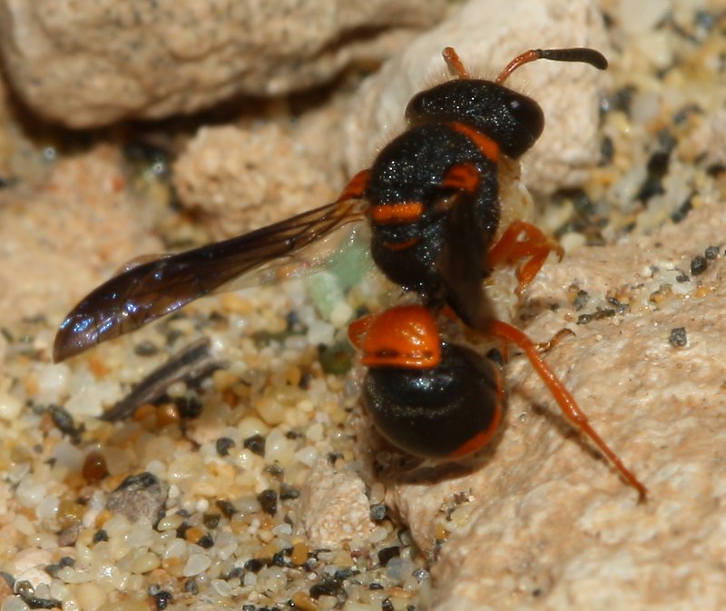 eumenes_sp_1837.jpg
