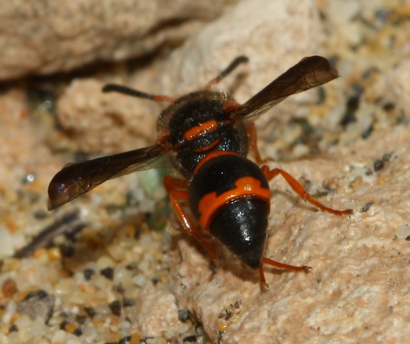 eumenes_sp_1838.jpg