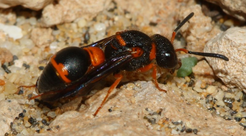 eumenes_sp_1839.jpg