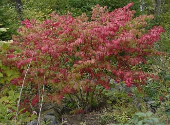 euonymus-alatus.jpg