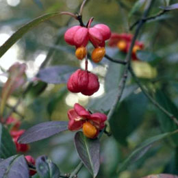 euonymus-europaeus-01.jpg