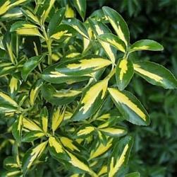 euonymus-japonicus-aureovariegatus-02.jpg