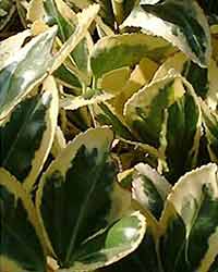 euonymus8.jpg