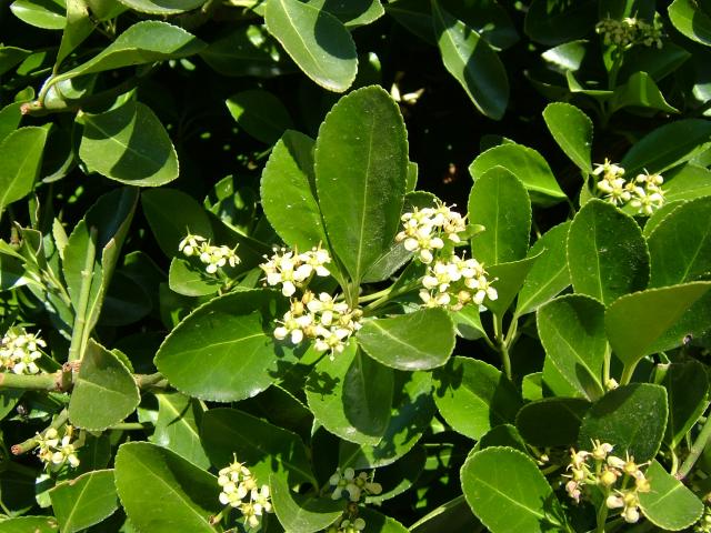 euonymus_japonicus_japanese_spindle_flowers_08-08-05_2.jpg