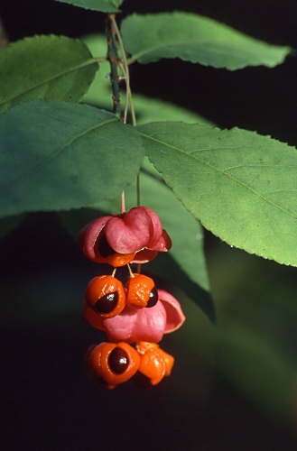 euonymus_verrucosus_s122_21.jpg
