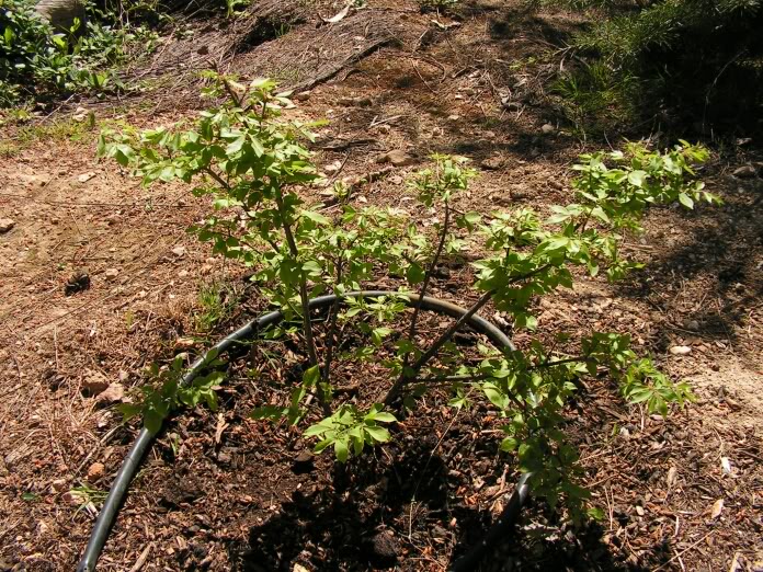 euonymusalatus.jpg