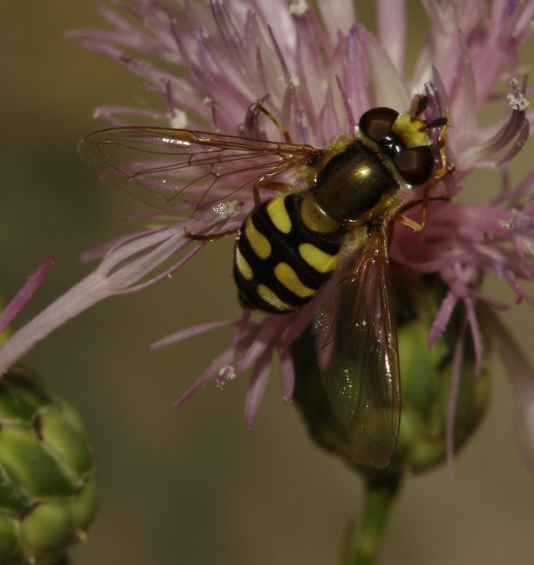 Eupeodes%20sp_4903.jpg