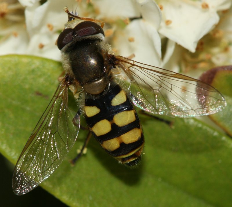 Eupeodes_corollae.jpg
