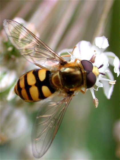 eupeodescorollae.jpg