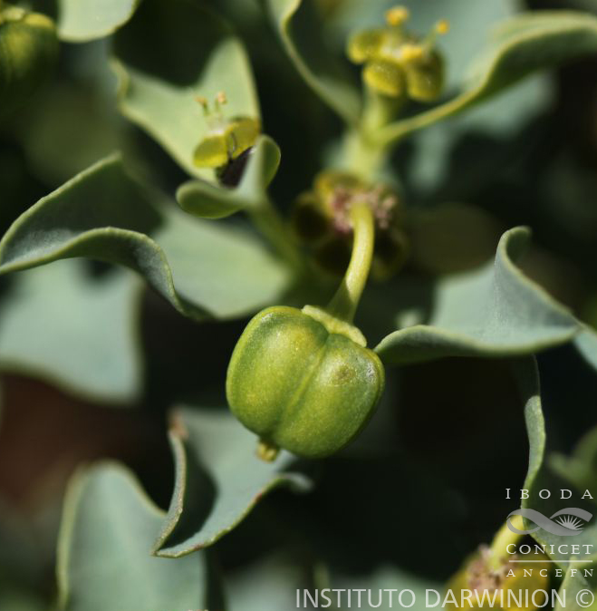 Euphorbia%20collina%20var.%20spathulata-FOZ-14752%20(1).JPG