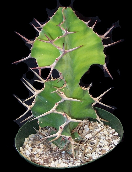 Euphorbia%20grandicornis.jpg