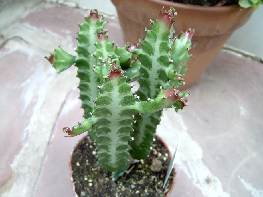 Euphorbia%20lactea.jpg