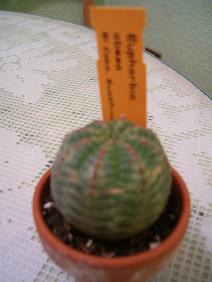 Euphorbia%20Obesa.JPG