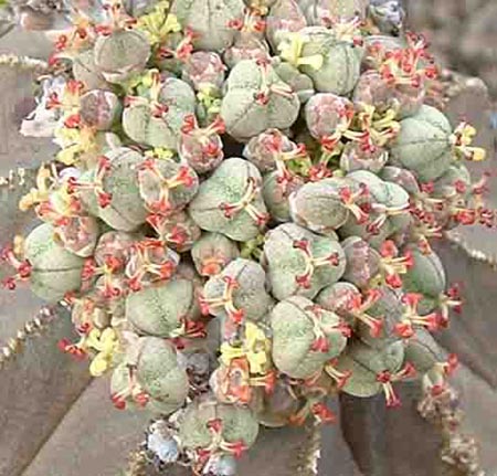 Euphorbia%20obesa.jpg