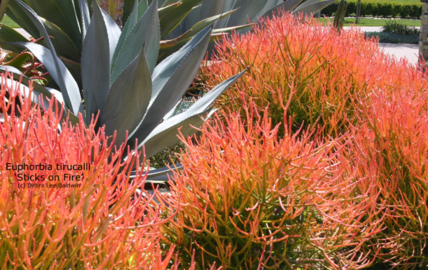 Euphorbia%20tirucalli%20%27Sticks%20on%20Fire%27.jpg