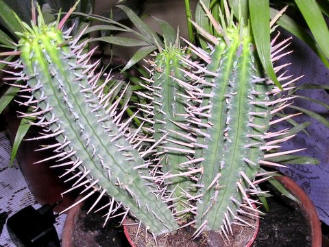 euphorbia%20y%20gymno%20003.jpg