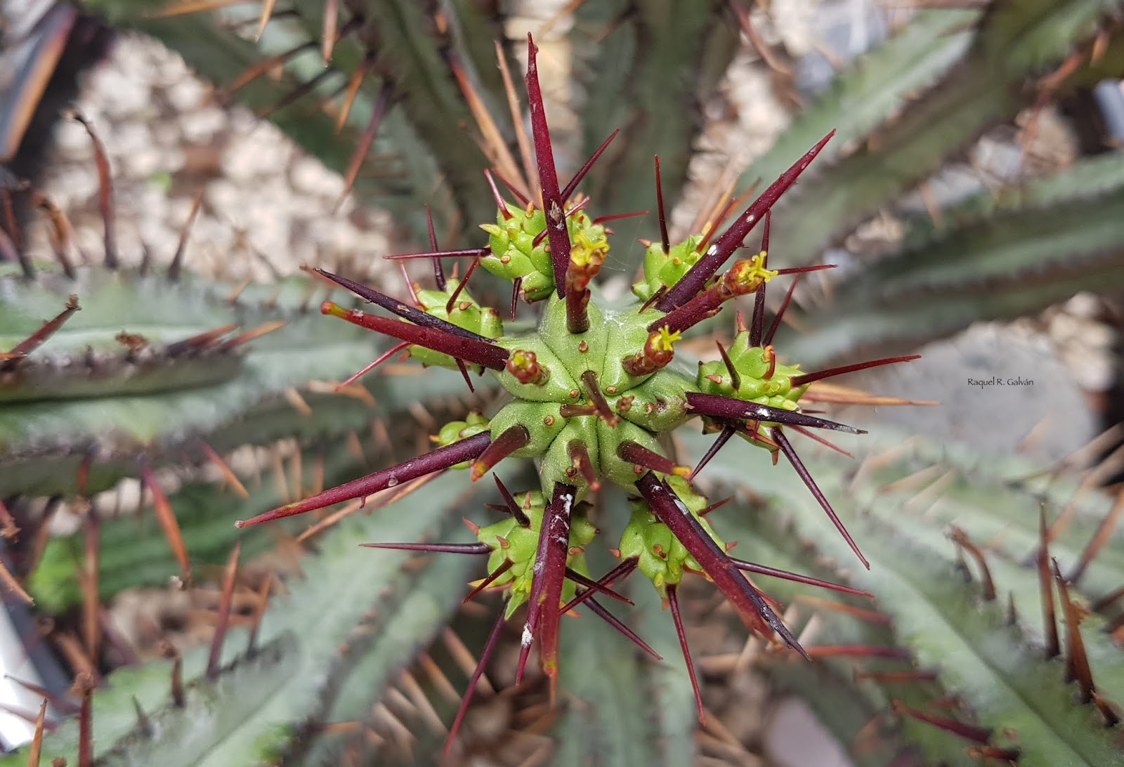 Euphorbia%2BEnopla%2Bcenital%2Bmedio.jpg