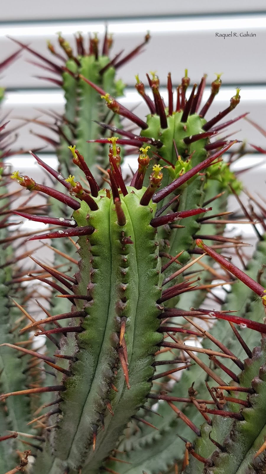 Euphorbia%2BEnopla%2Bflores.jpg