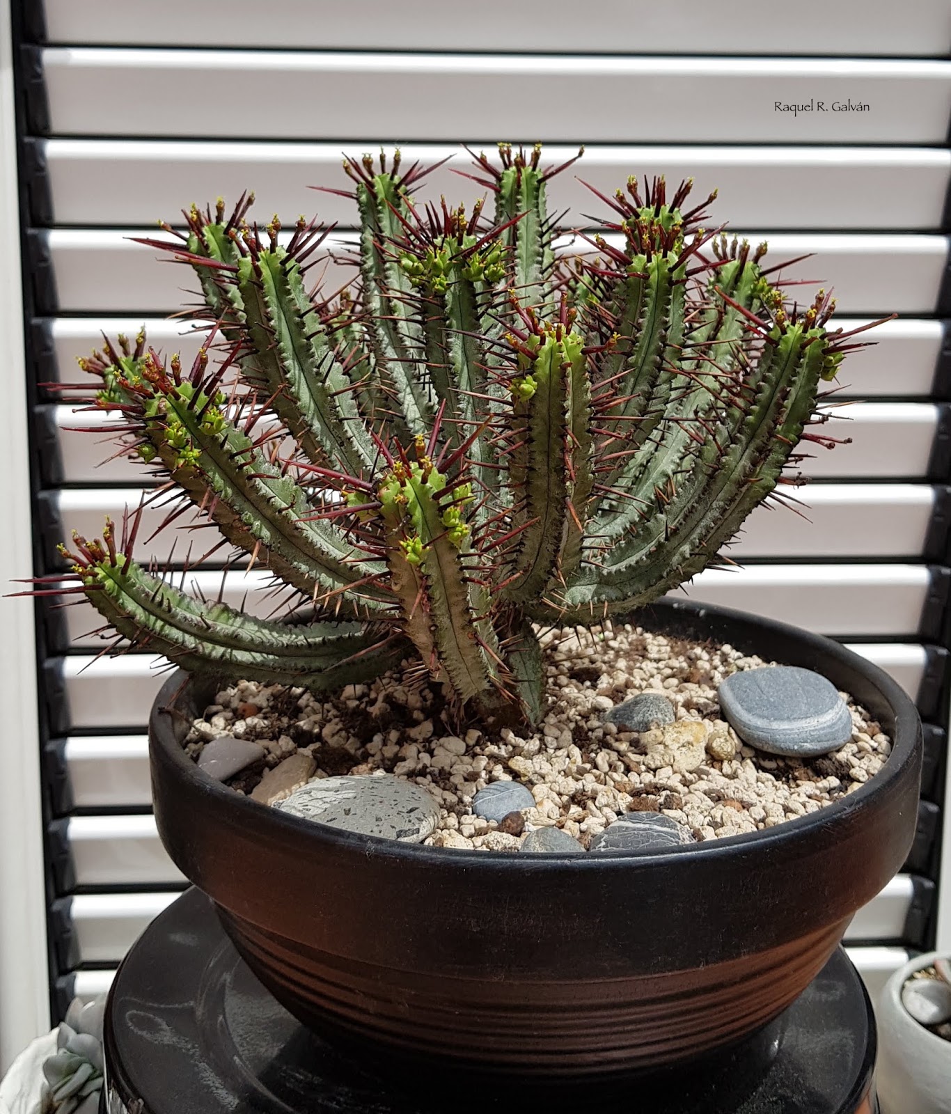 Euphorbia%2BEnopla%2Bgeneral.jpg