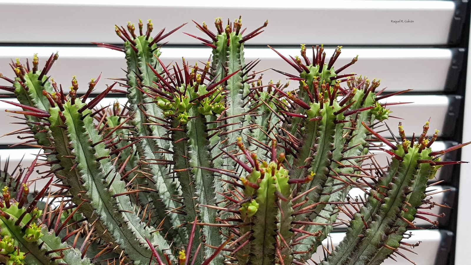 Euphorbia%2BEnopla%2Bhorizontal.jpg
