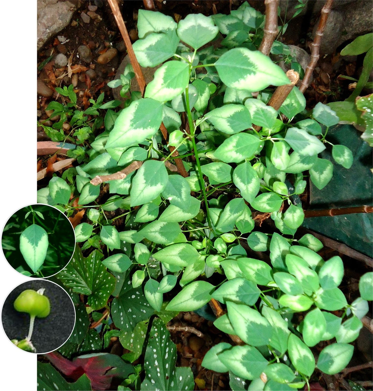 Euphorbia%2Bgraminea%2Ba1.jpg