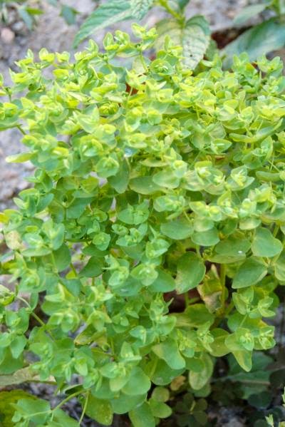 euphorbia%2Bpeplus%2B1.JPG