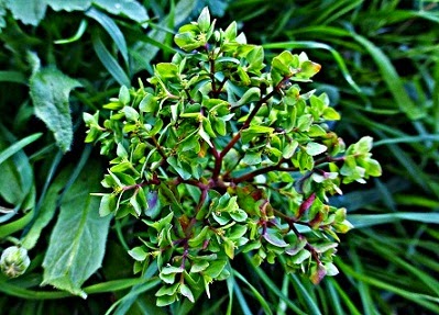 euphorbia%2Bpeplus%2B2.JPG