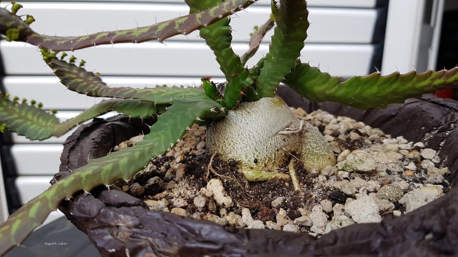 Euphorbia%2Bstellata%2Bcaudex.jpg