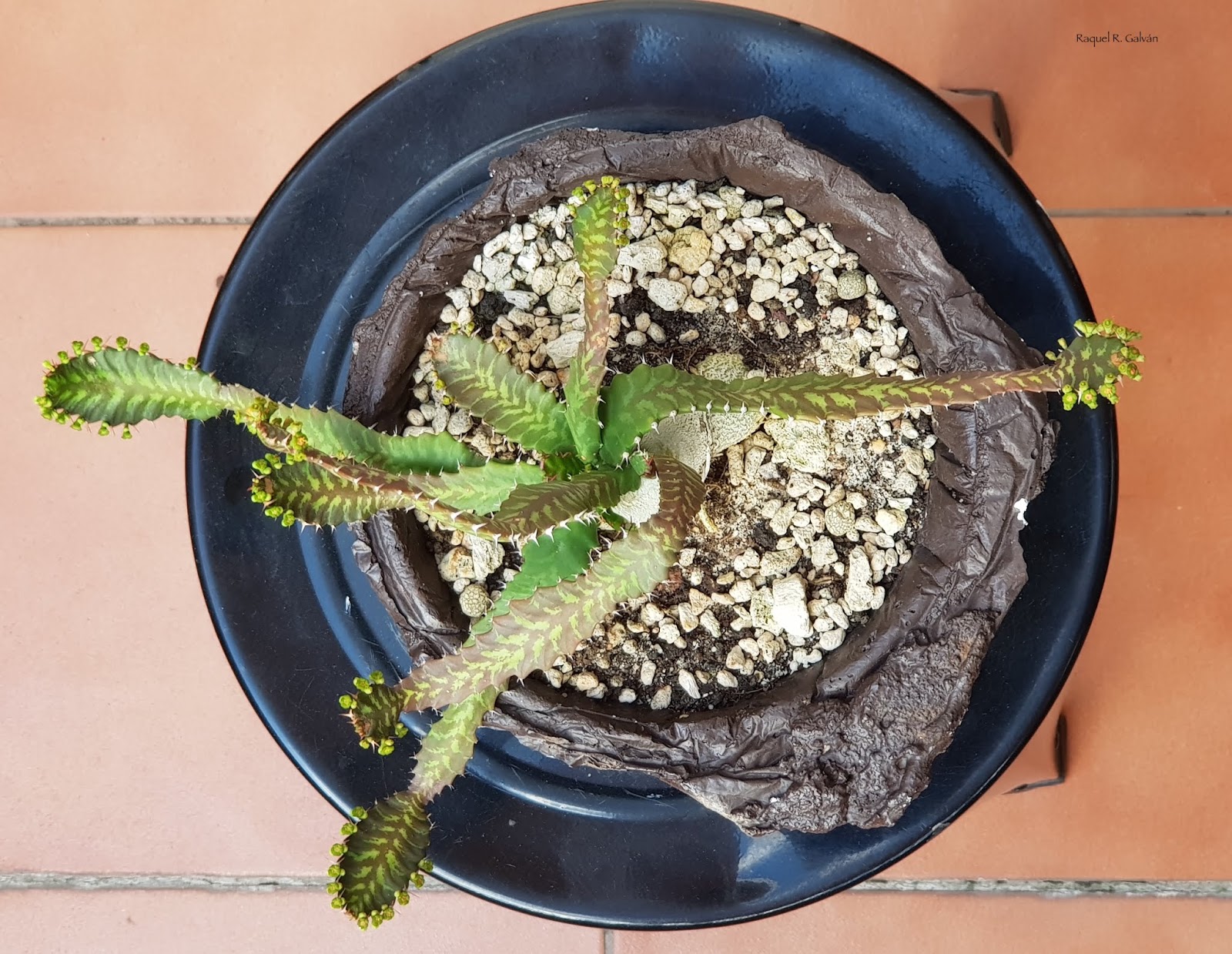 Euphorbia%2Bstellata%2Bcenital.jpg