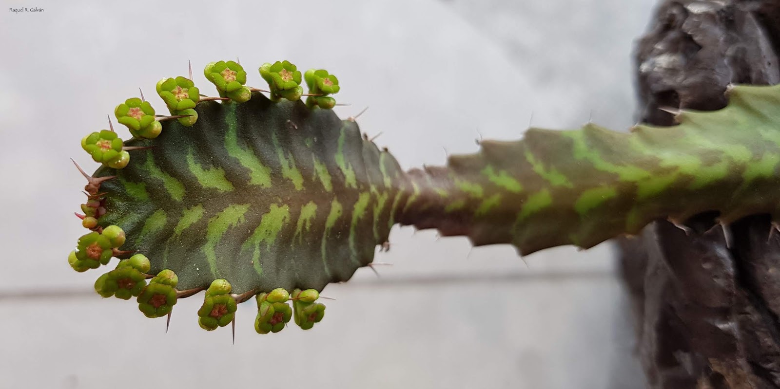 Euphorbia%2Bstellata%2Bflor%2B0.jpg