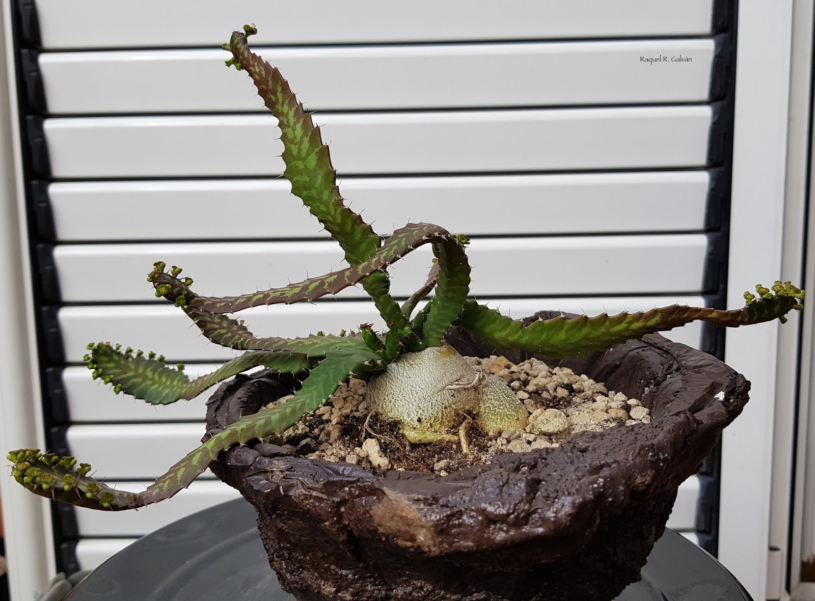 Euphorbia%2Bstellata0.jpg