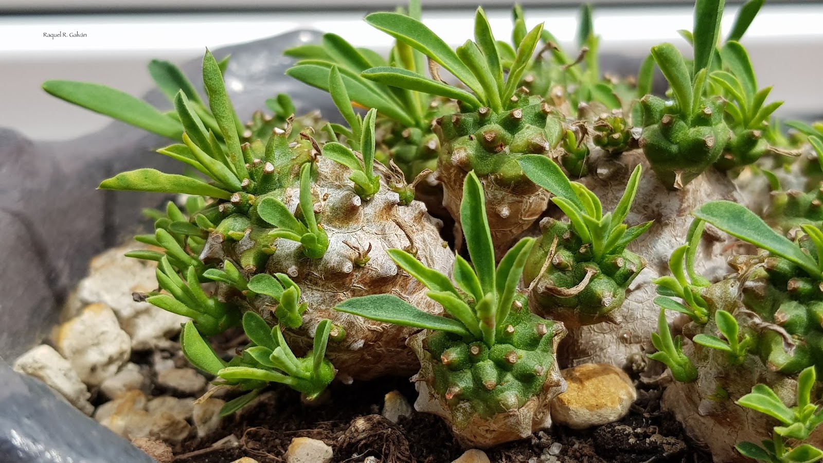 Euphorbia%2Bx%2Bjaponica%2Bdetalle.jpg