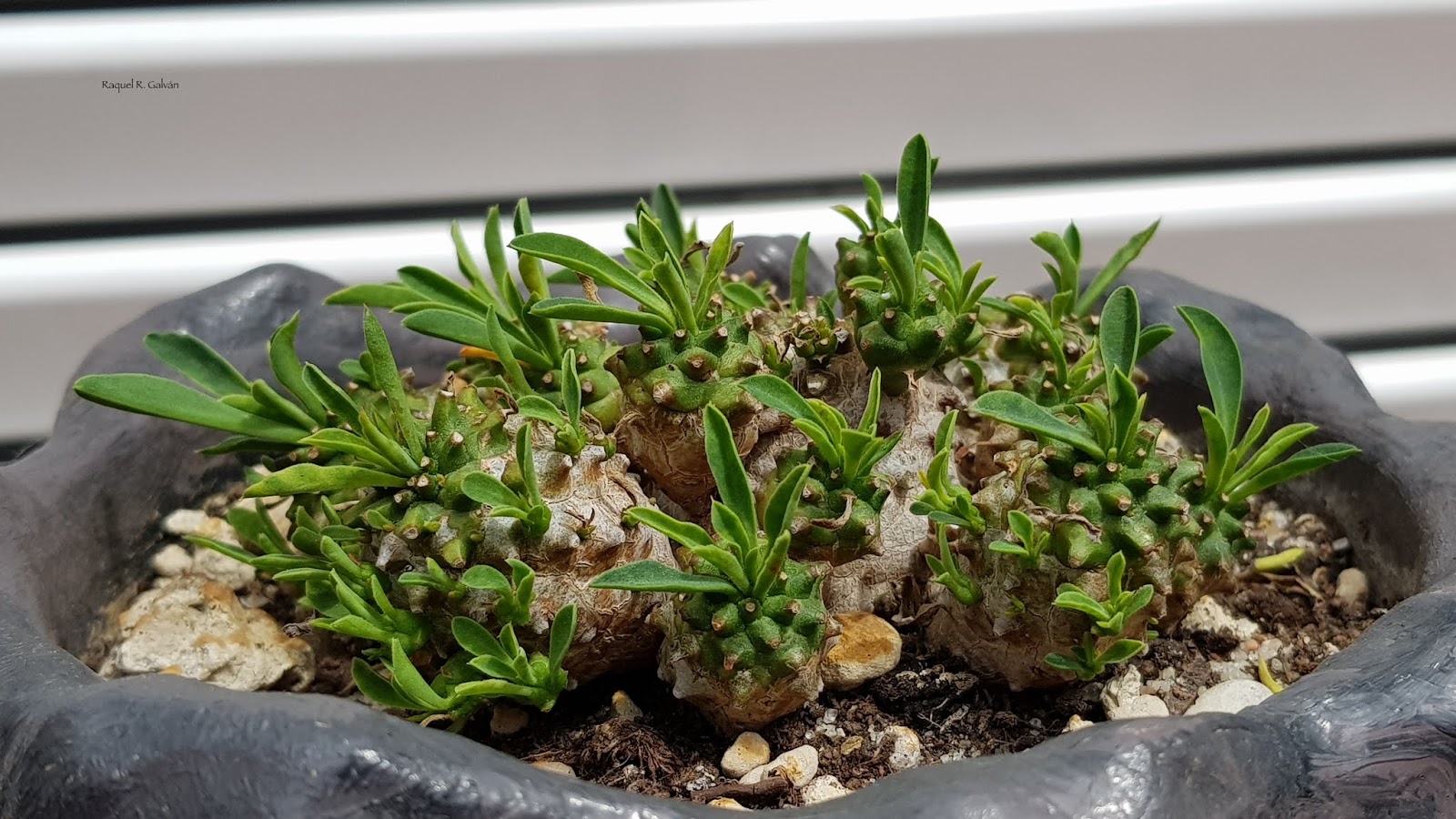 Euphorbia%2Bx%2Bjaponica.jpg