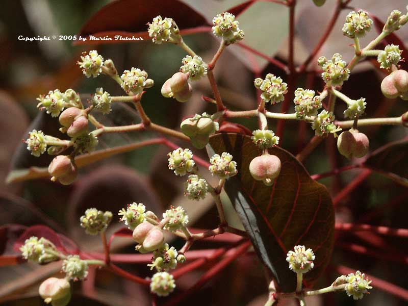 Euphorbia-cotinifolia.jpg