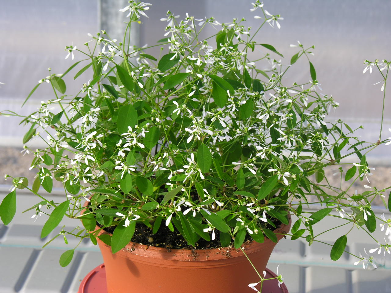Euphorbia.Diamon.frost4.JPG