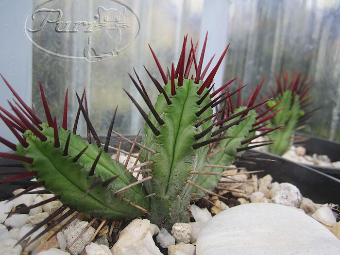 euphorbia+enopla+%25281%2529.jpg