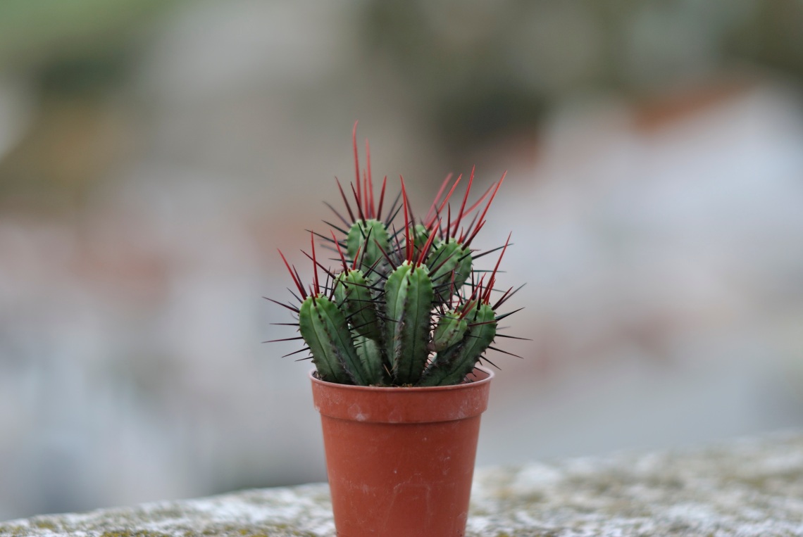 euphorbia-enopla-boiss.jpg