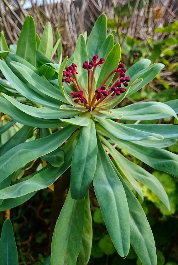 euphorbia.jpg