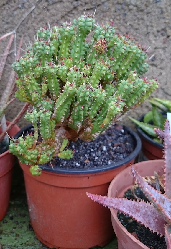 euphorbia.jpg