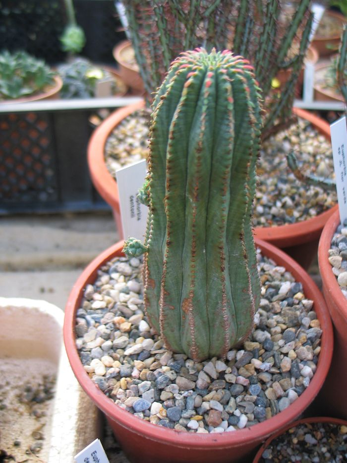 euphorbia.jpg