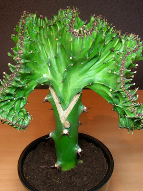 Euphorbia-lactea-Cristata.jpg