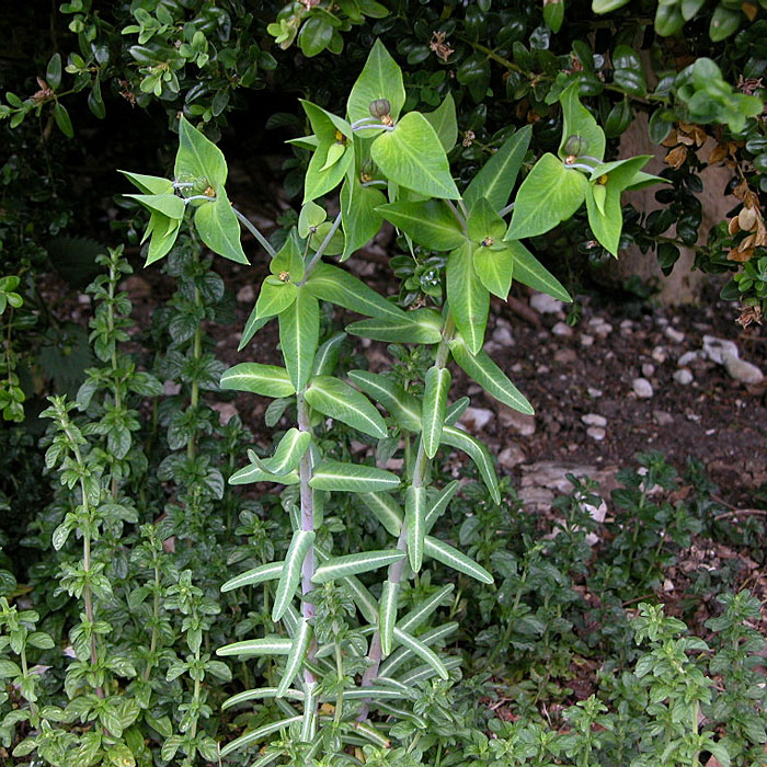 Euphorbia-lathyris-Caper-spurge.jpg