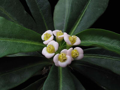 Euphorbia+lophogona_800x600.jpg