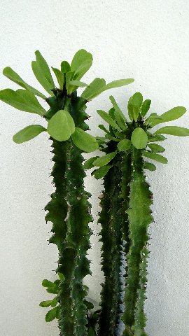 euphorbia+neriifolia.JPG